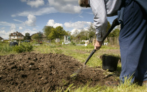 Farnham allotment. Man digging allotment.