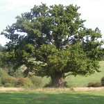 Large tree in park.