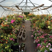 colourful hanging baskets in greenhouse.