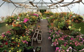 colourful hanging baskets in greenhouse.