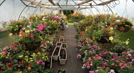 colourful hanging baskets in greenhouse.