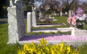 Daffodils in front of graves.