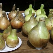 Rows of prize onions, allotment show.