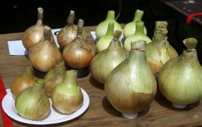 Rows of prize onions, allotment show.