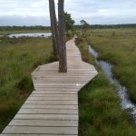 boardwalk with water and long grass either side.