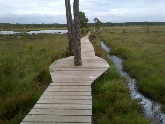boardwalk with water and long grass either side.