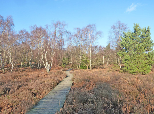 Pathway with trees in background