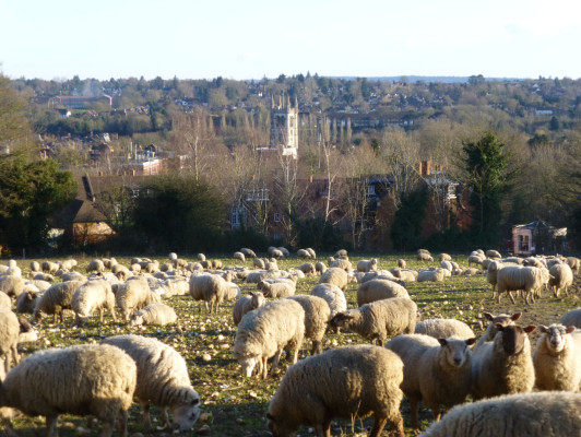 Field with sheep, town in the background