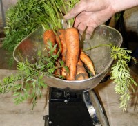 carrots on scales.