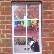 Drawing of black and white cat looking out potting shed window.© Farnham Town Council