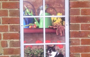 Drawing of black and white cat looking out potting shed window.© Farnham Town Council