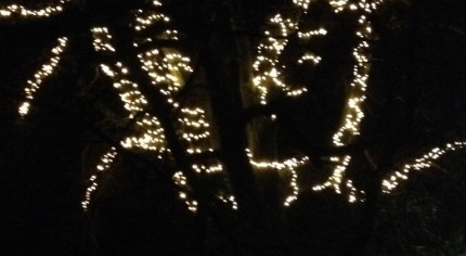 White lights on tree.