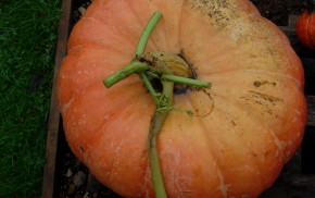 Large orange pumpkin