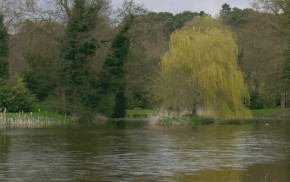 River with trees surrounding