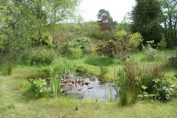 Small pond surrounded by grass and trees.