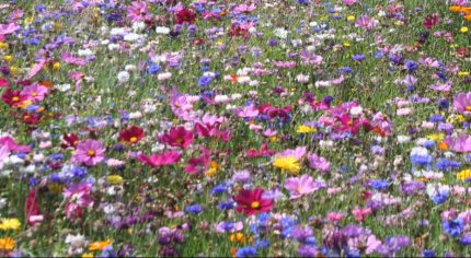 Wildflowers